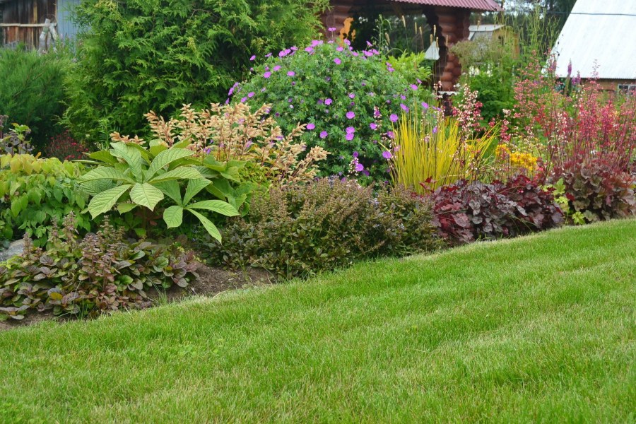 Роджерсия в цветнике