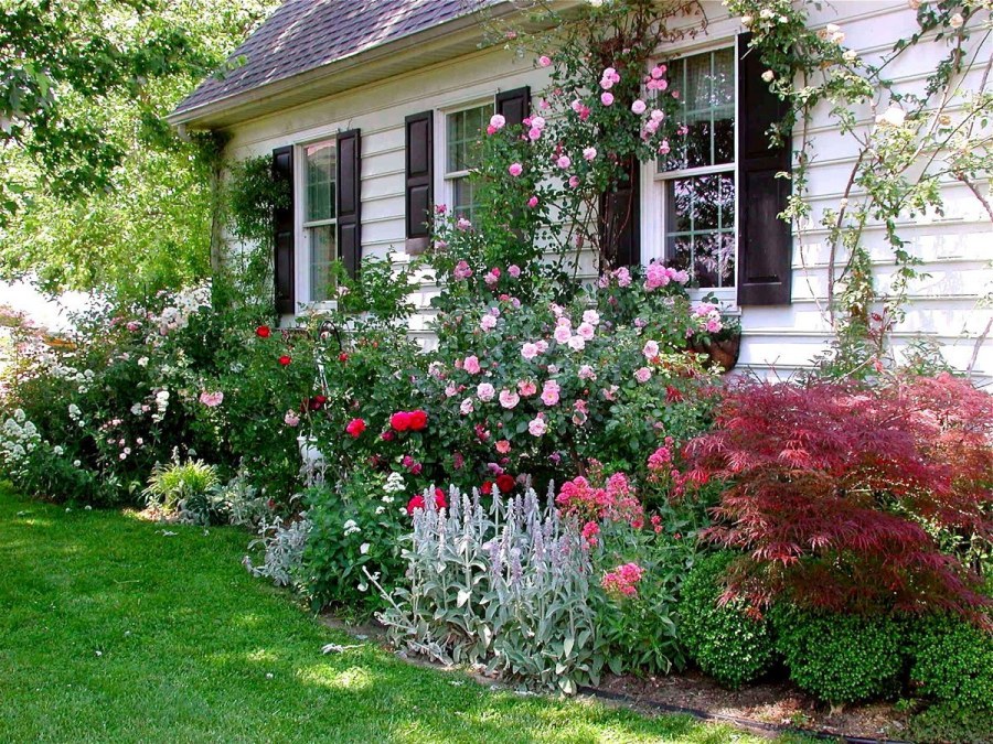 Миксбордеры с кустами роз