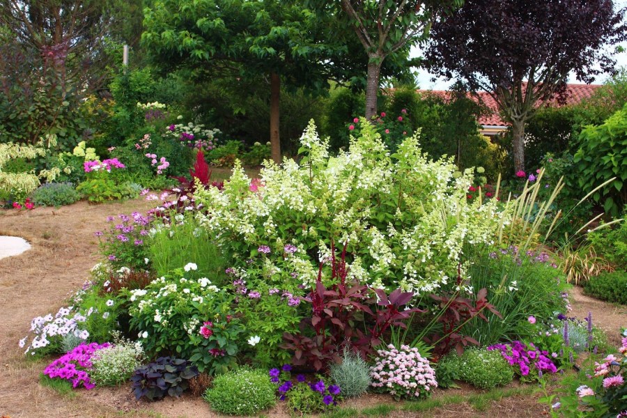 Миксбордер гортензия спирея Люпин