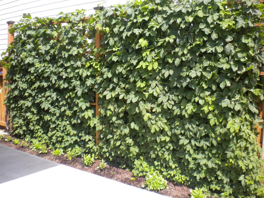 Шпалера для актинидии