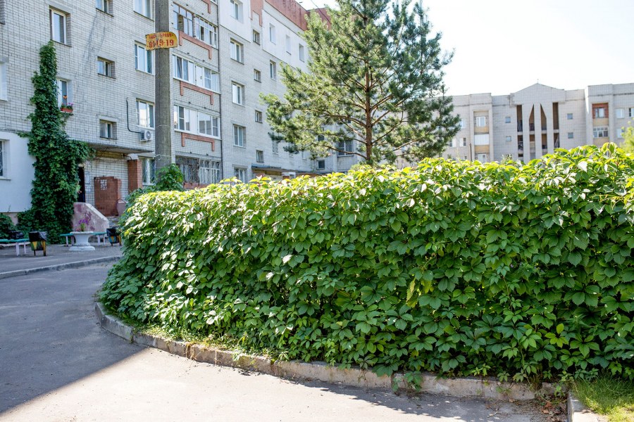 Девичий виноград Грефшейм