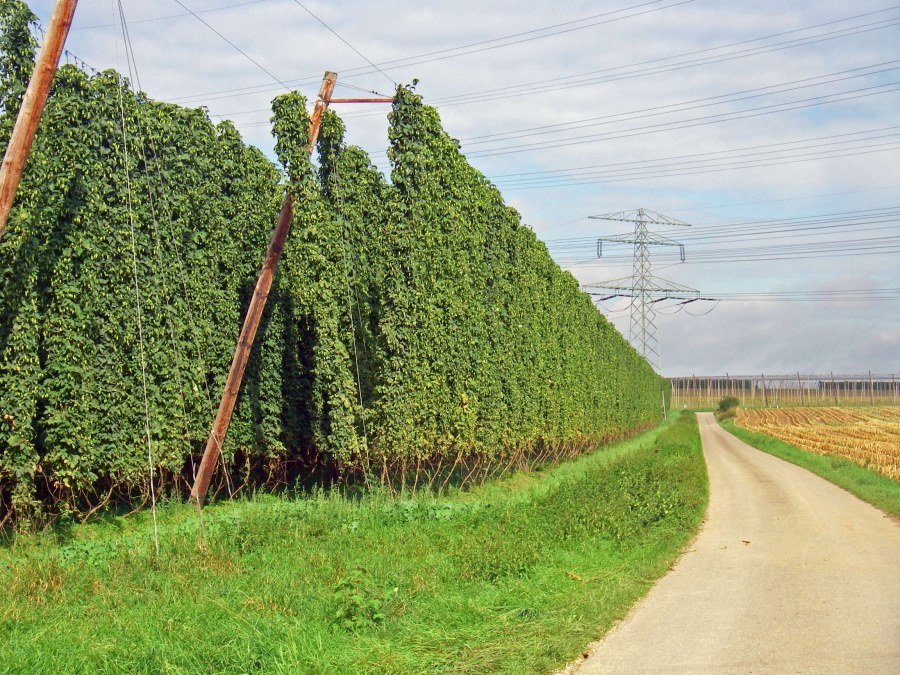 Хмель Живая изгородь