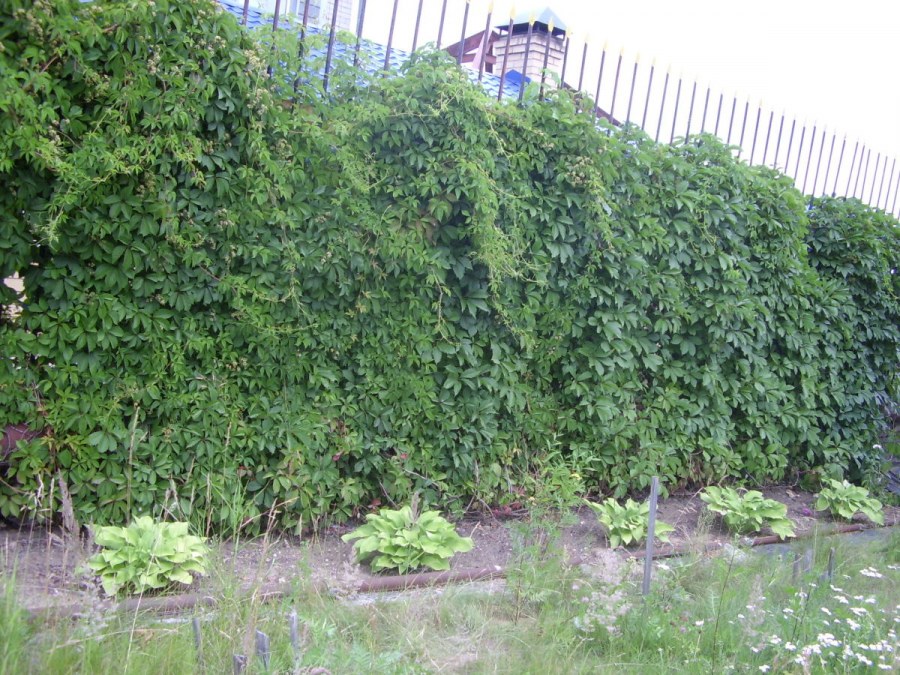 Ограждение из плюща в интерьере