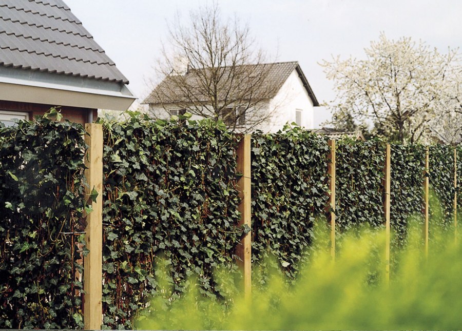 Плющ Хедера изгородь