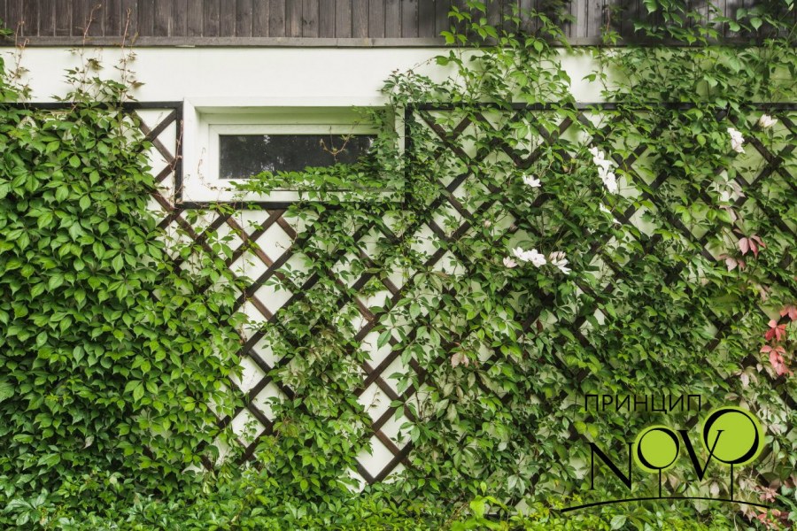 Хмель Живая изгородь