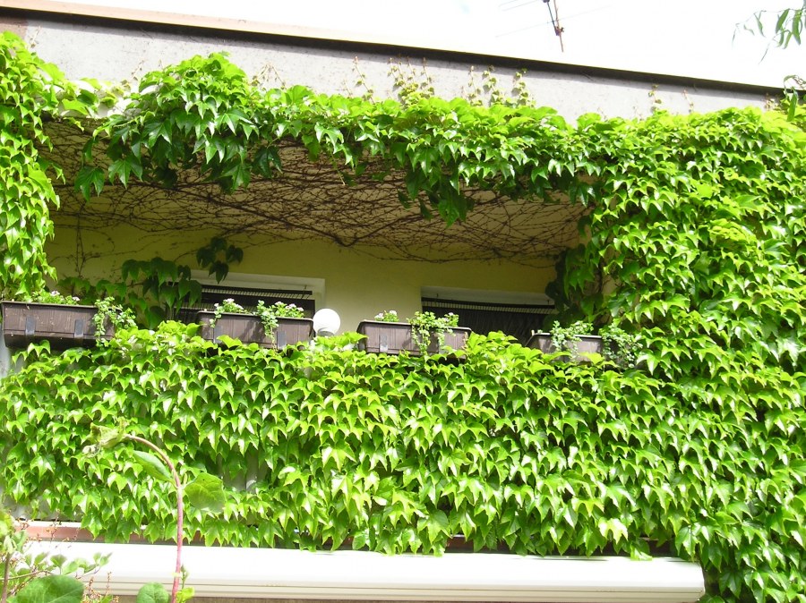 Эхиноцистис Живая изгородь