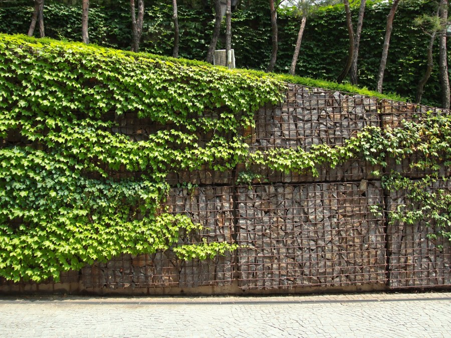 Виноград девичий триостренный Нептун