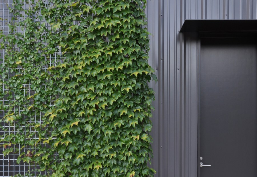 Живая изгородь дикий виноград