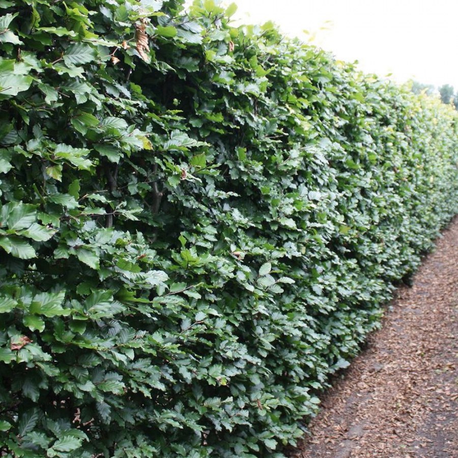 Бук Европейский Живая изгородь