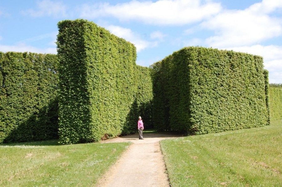 Виноград Амурский Лиана