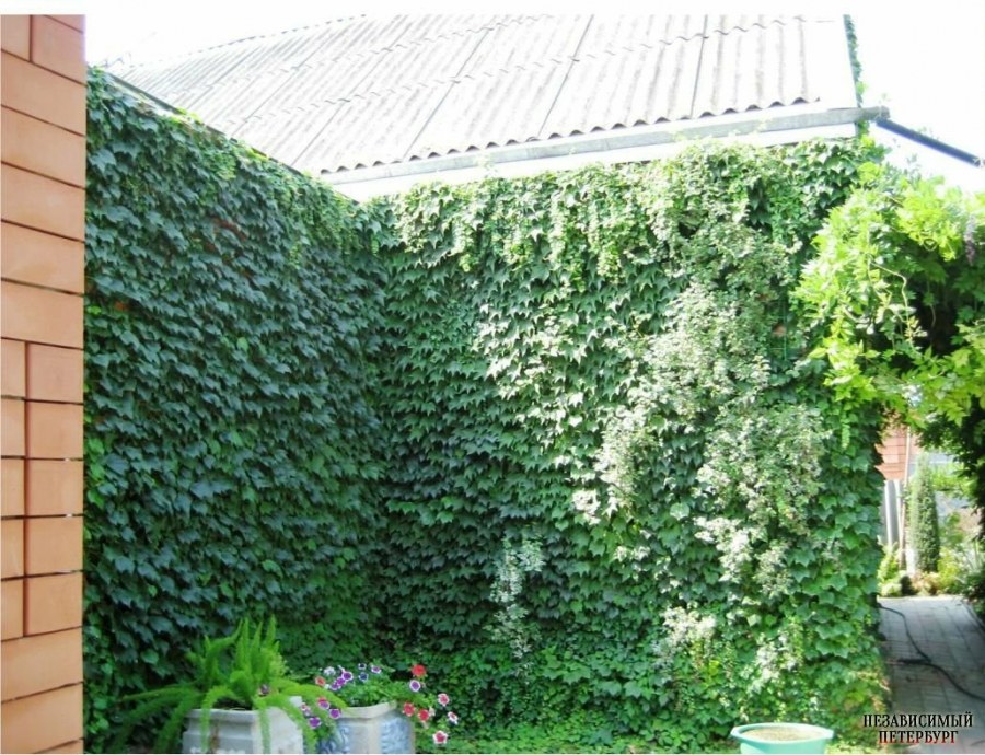 Живая изгородь (виноград + плющ) (Аэлита)