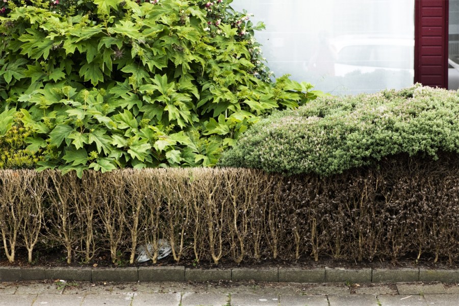 Живая изгородь дикий виноград