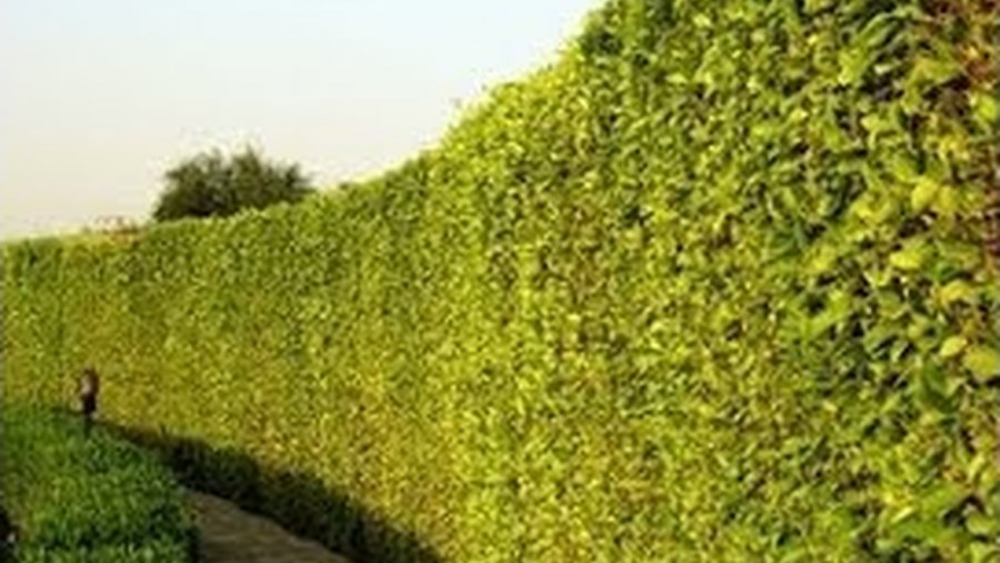 Забор рабица с плющом