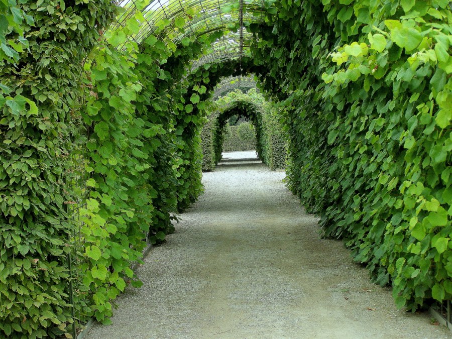 Плющ Хмель Вьюнок