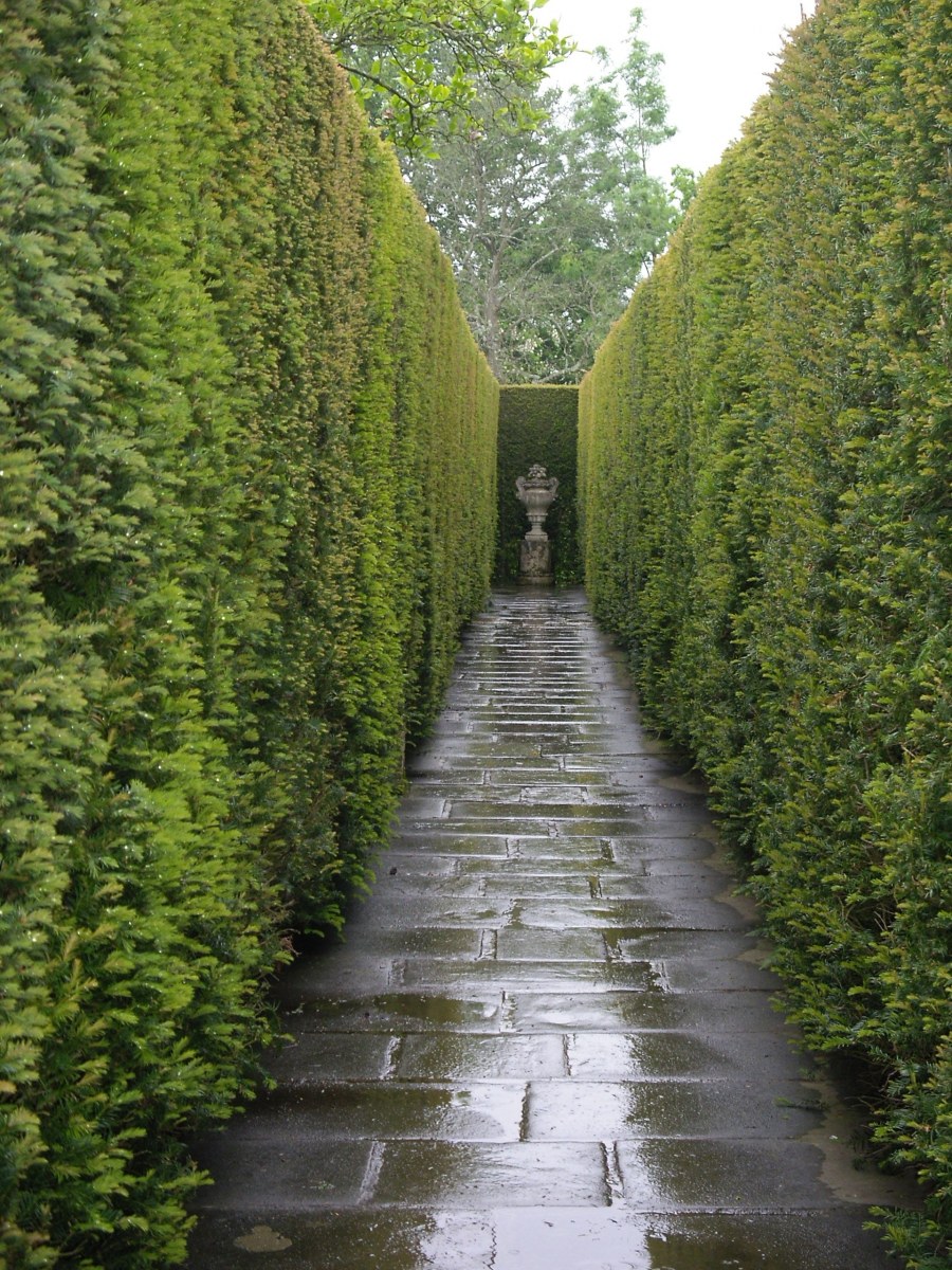 Вьюн девичий виноград