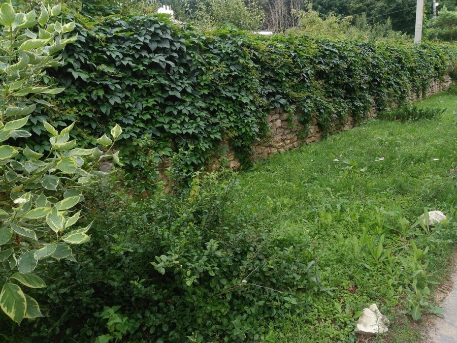 Живая изгородь дикий виноград