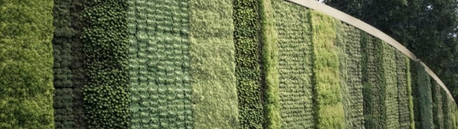 Хмель Живая изгородь