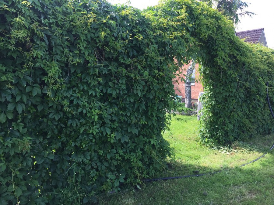 Самшит зеленая изгородь