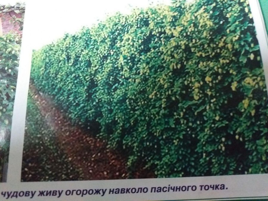 Пергола для актинидии