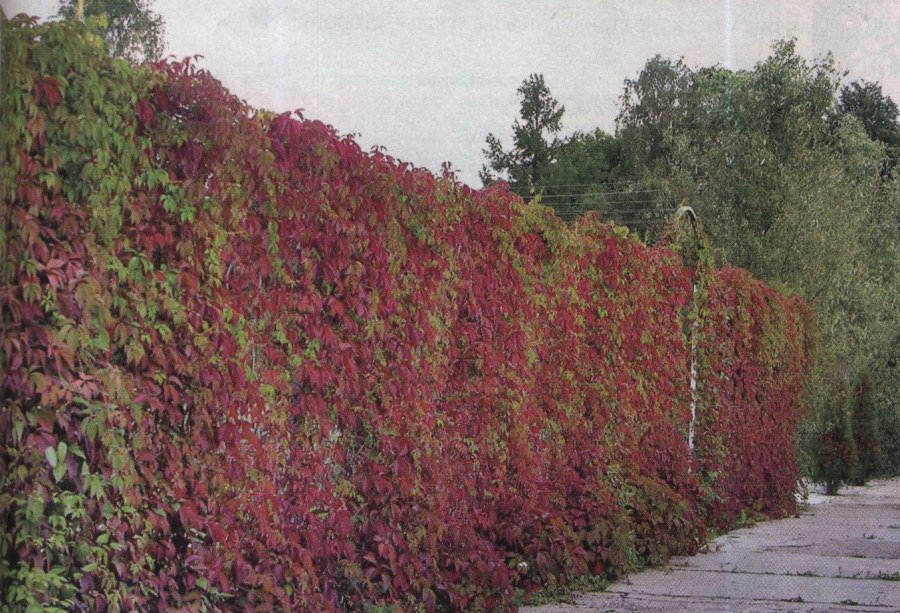 Живая изгородь (виноград + плющ) (Аэлита)