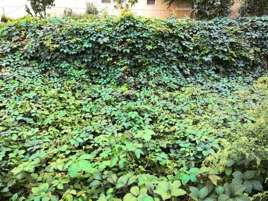 Плющ для живой изгороди