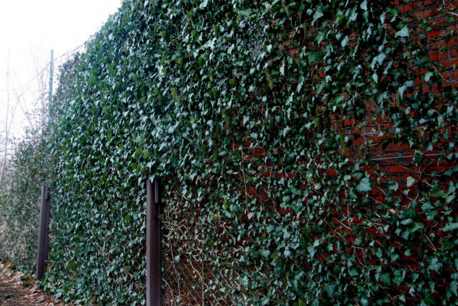 Proposed Hedge & shrub planting