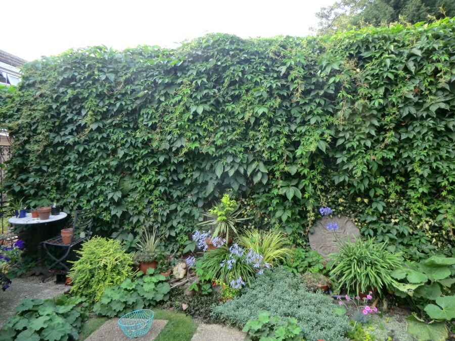 Зеленая изгородь быстрорастущая плющ