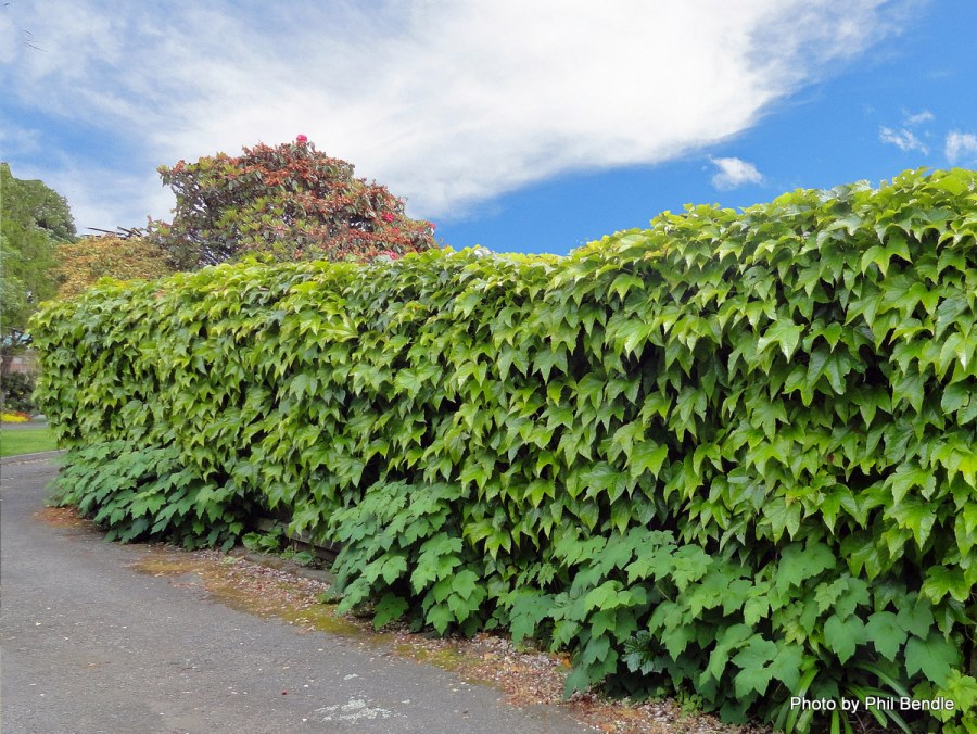 Сияние Живая изгородь