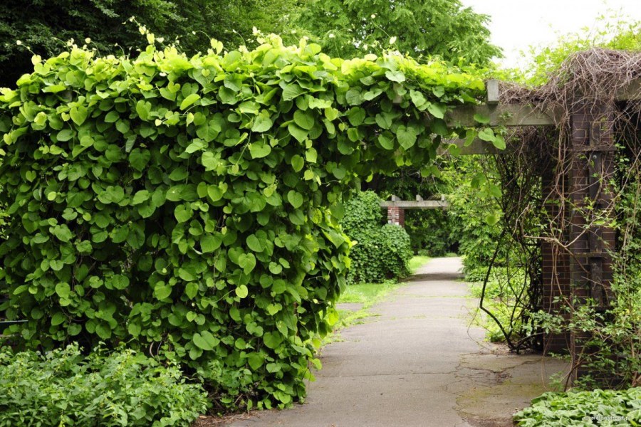 Виноград Амурский Живая изгородь