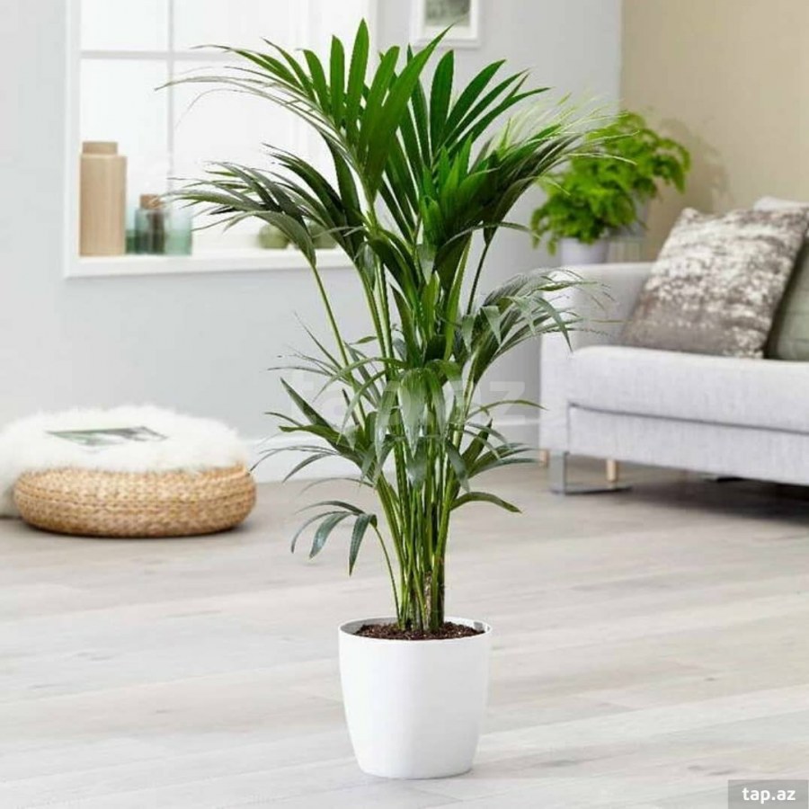 Пальма Ховея