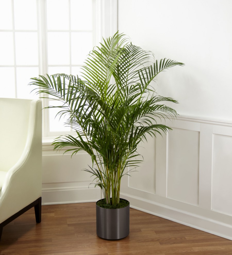 Пальма Арека хризалидокарпу