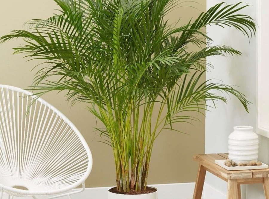 Пальма Арека катеху