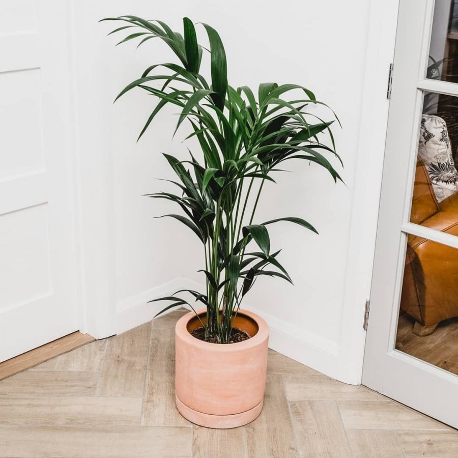 Ховея Кентия