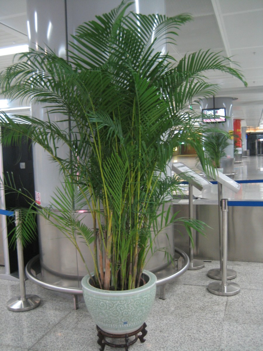 Растение Арека Хризалидокарпус