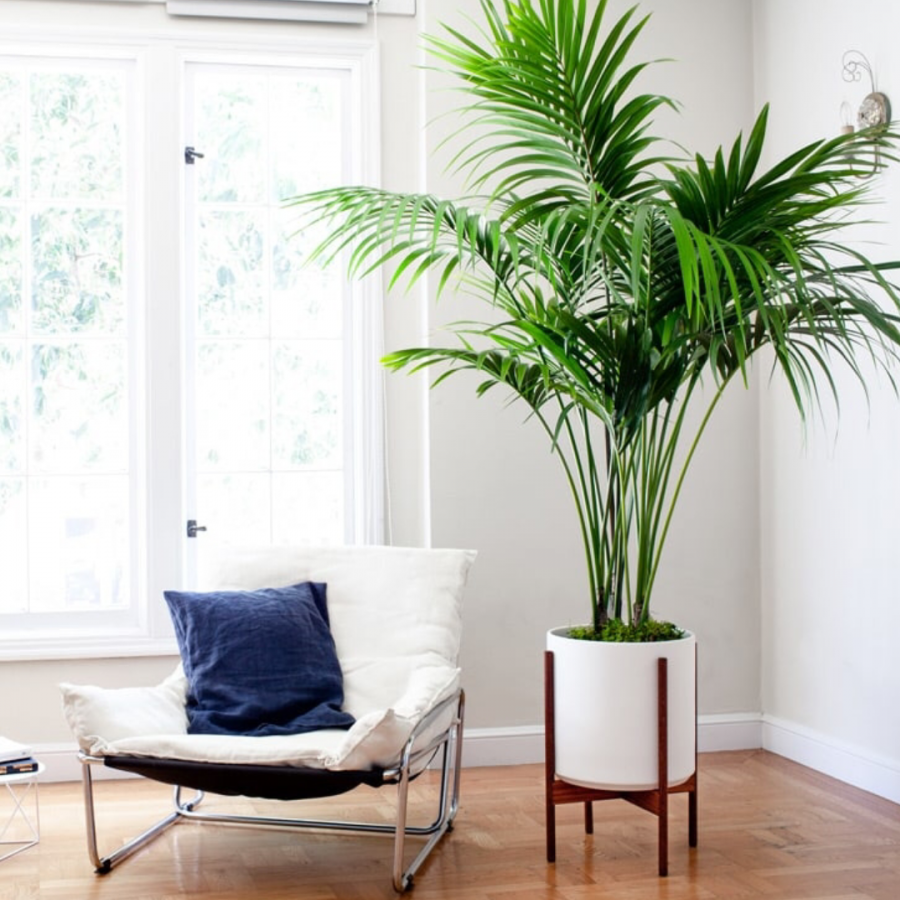 Цветок Хризалидокарпус