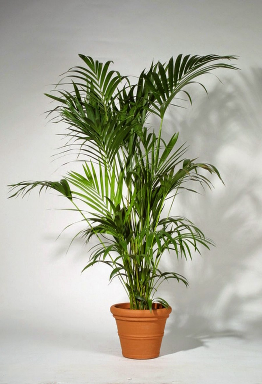 Кашпо Lechuza Квадро