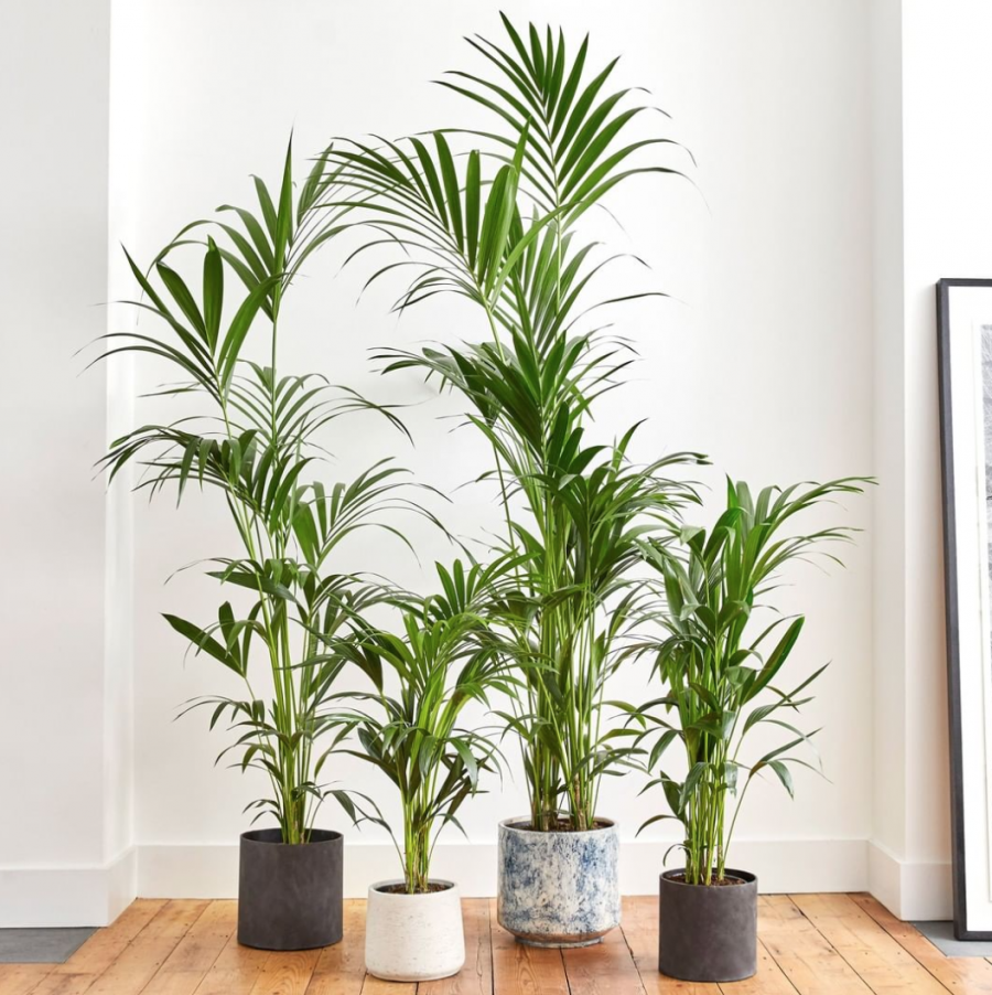 Ховея Форстера (Кентия)