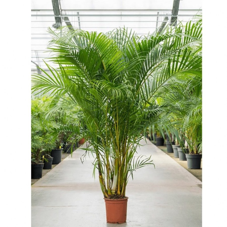 Пальма Арека Хризалидокарпус