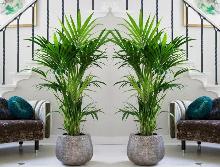 Ховея Форстера