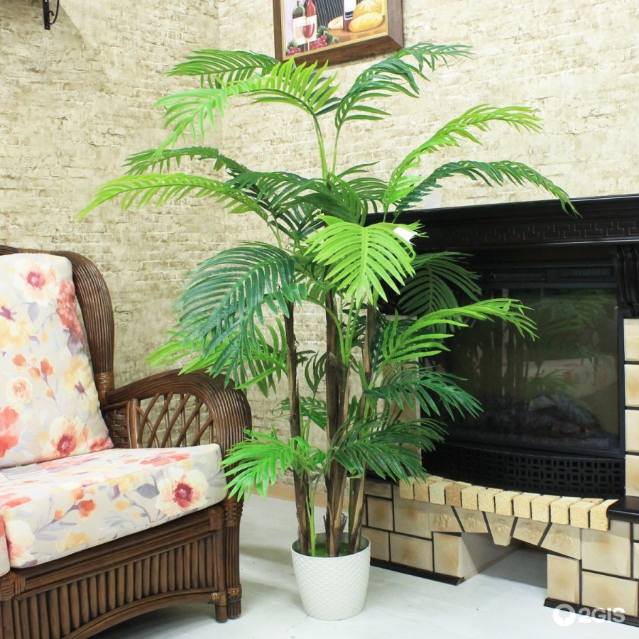 Фикус Пальма