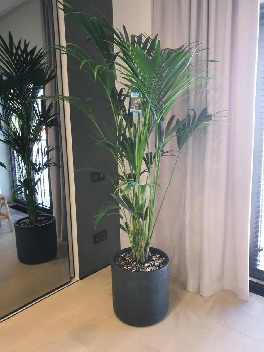 Пальма Арека хризалидокарпу