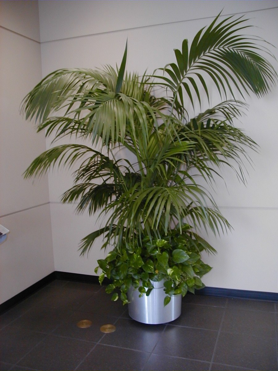 Пальма Кентия Ховея