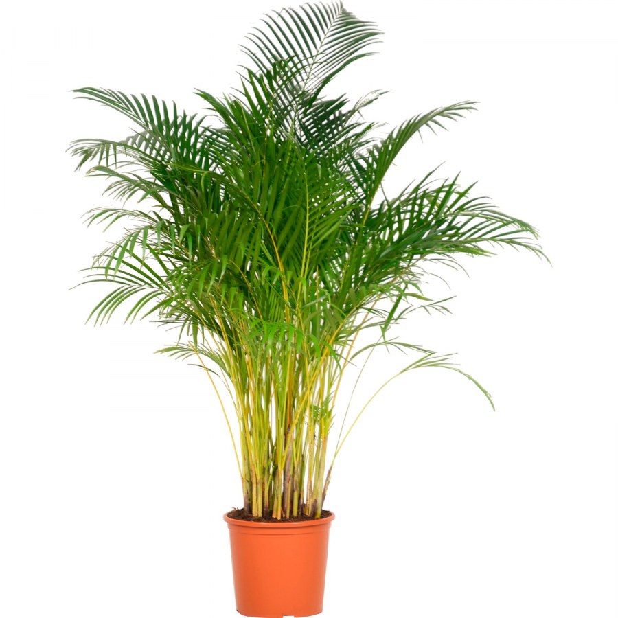 Пальма Кентия