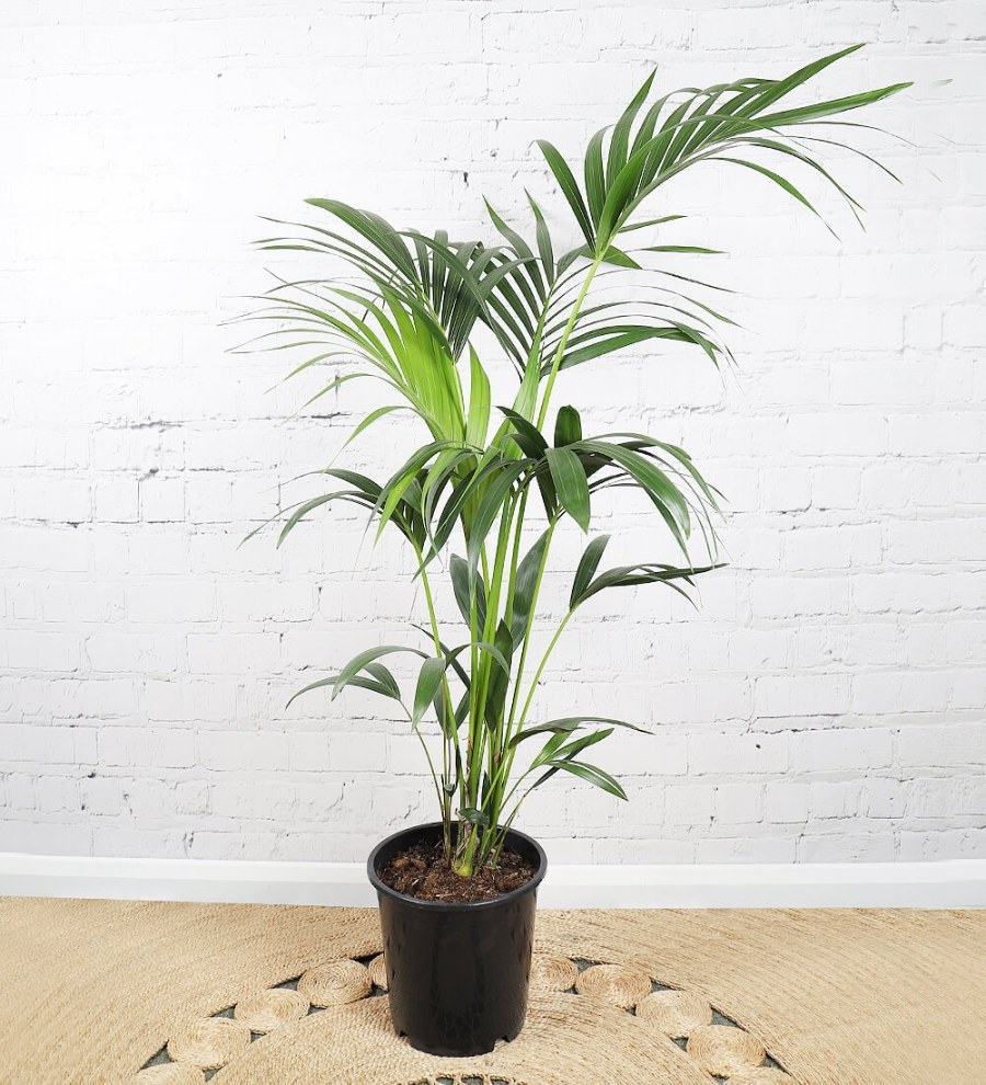 Ховея Хризалидокарпус