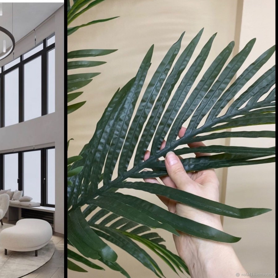 Комнатная Пальма Ховея