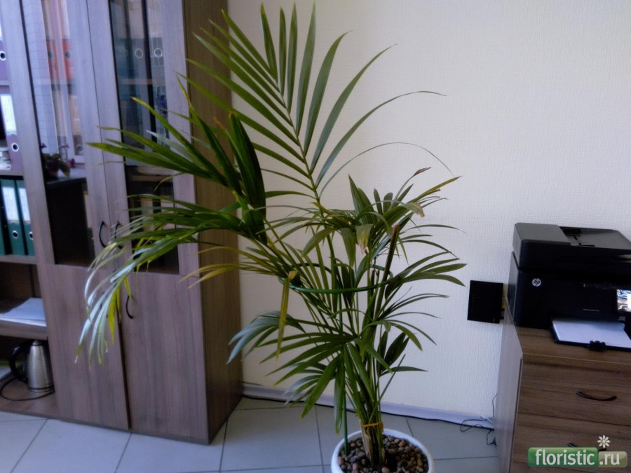 Комнатная Пальма Ховея