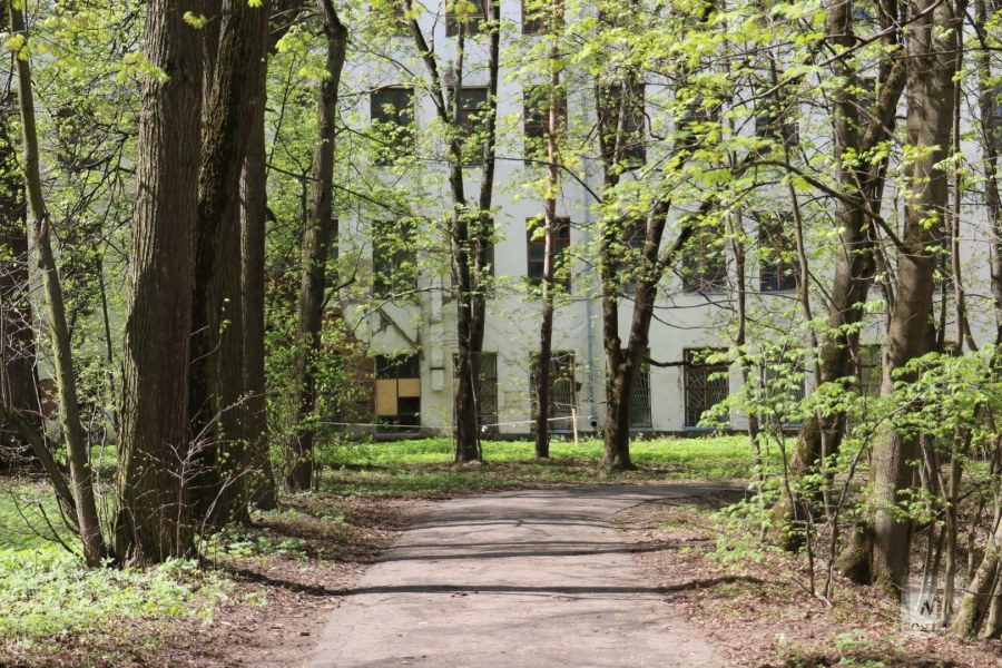 Лилия черная осень картина