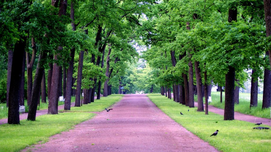 Осень Павловск аллея