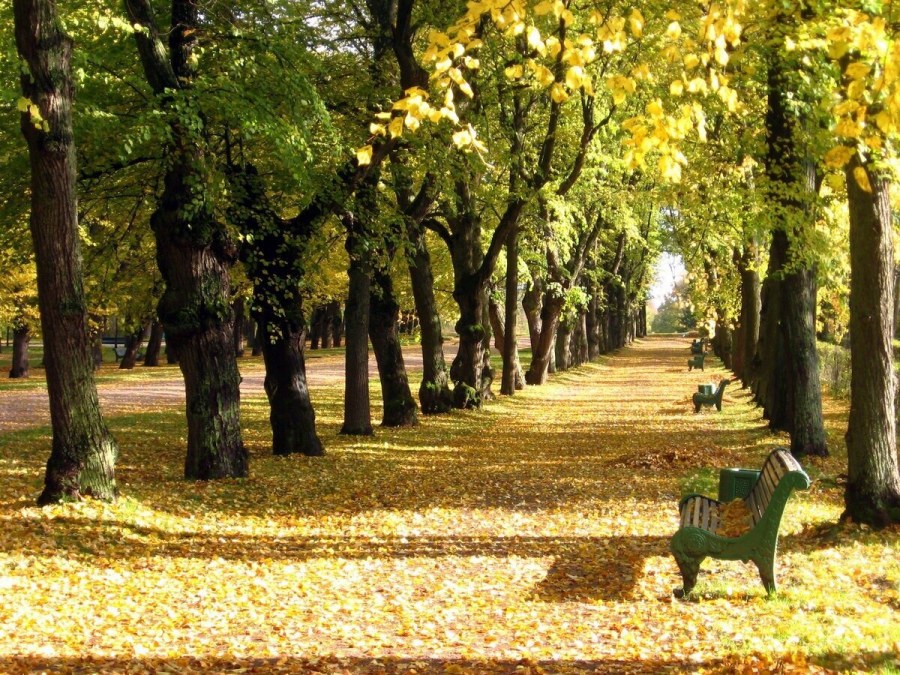 Шикарная аллея в Битцевском парке на Севастопольском проспекте