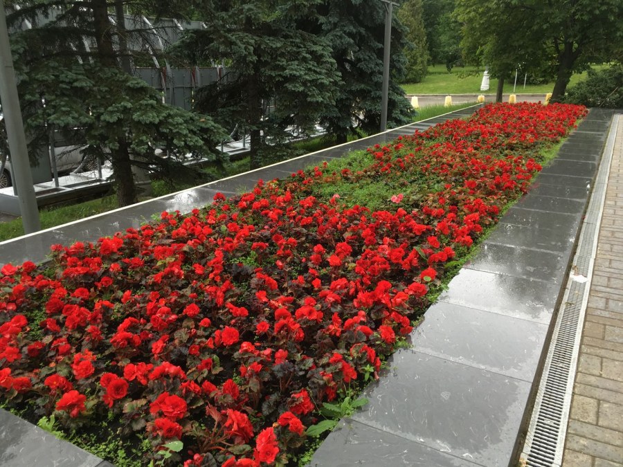 Бегония Парковая